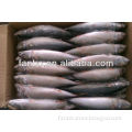 high quality land frozen mackerel